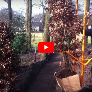 QuickHedge instant hedges - Planting garden