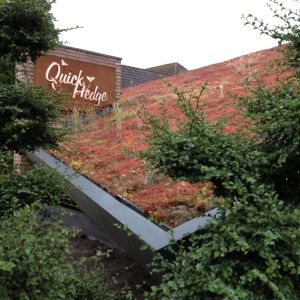 Dak vegetatie kantoor QuickHedge