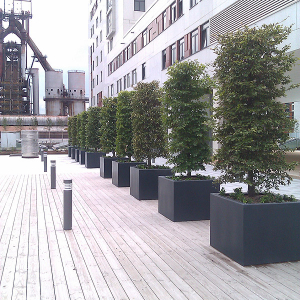 Nedpalm/ Binnen de Hagen, Luxemburg