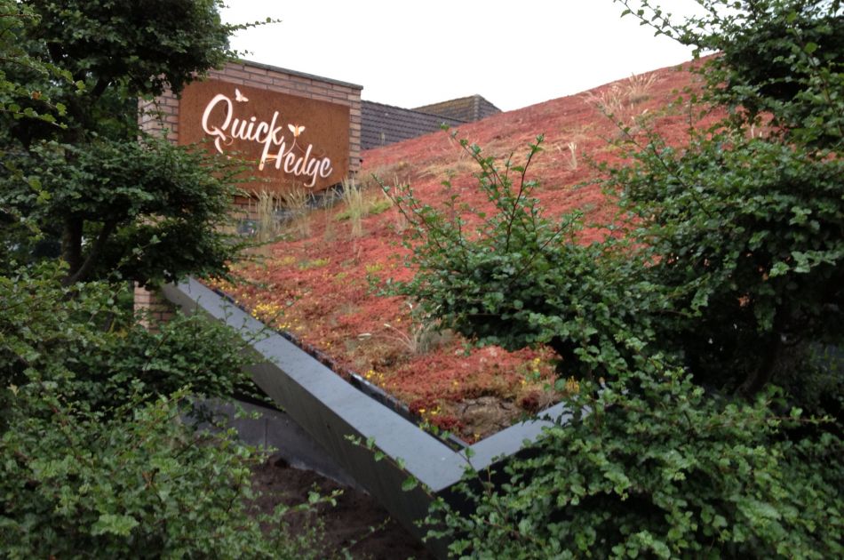 Dachbegrünung Büro QuickHedge