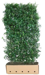 Ilex meserveae Heckenpracht | Hulst Heckenpracht