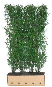 Ligustrum ovalifolium | Haagliguster