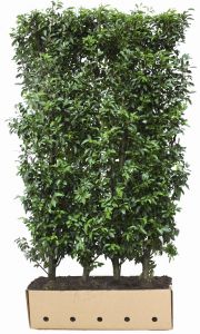 Prunus lusitanica Angustifolia | Portugese laurier
