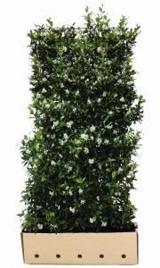 Trachelospermum jasminoides | Sterjasmijn