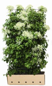 Hydrangea anomala petiolaris | Klimhortensia
