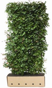 Acer campestre | Feldahorn