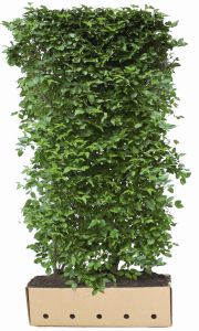 Cornus mas | Kornelkirsche