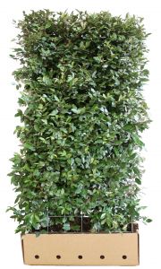 Elaeagnus ebbingei | Silver berry