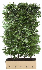 Fagus sylvatica | Rotbuche