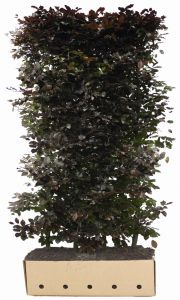 Fagus sylvatica Atropunicea | Hêtre rouge