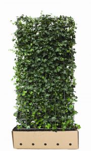 Hedera hibernica | Efeu