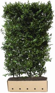 Ilex meserveae Blue Maid | Stechpalme Blue Maid