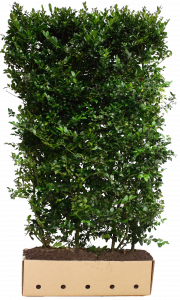 Ilex meserveae Blue Prince | Stechpalme Blue Prince