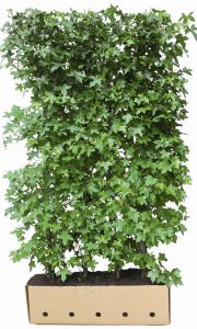 Liquidambar styraciflua Amberbaum