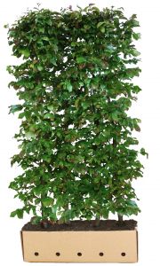 Parrotia persica Vanessa | Eisenholzbaum