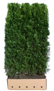 Thuja occidentalis Smaragd | White cedar Smaragd