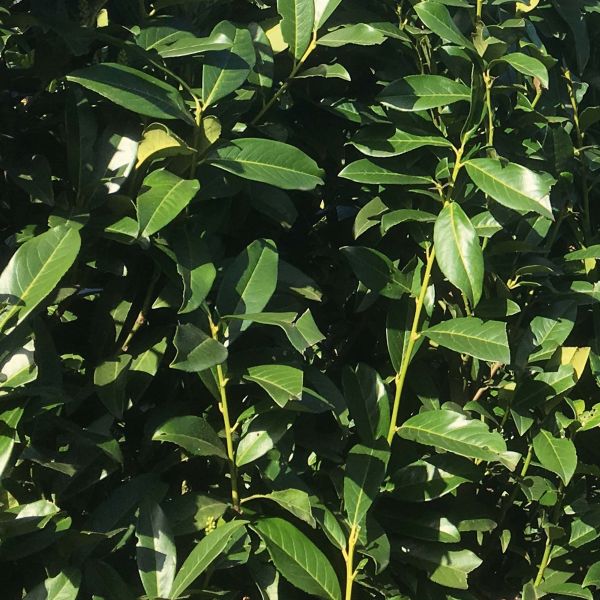 Prunus laurocerasus Genolia | Laurierkers Herbergii Genolia