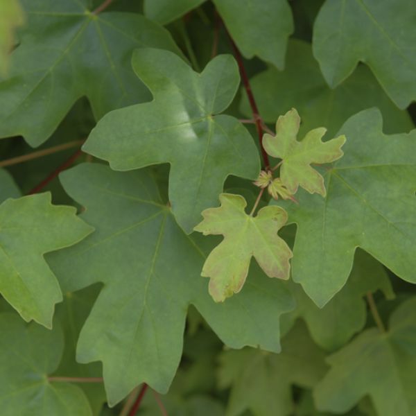 Acer campestre | Érable champêtre