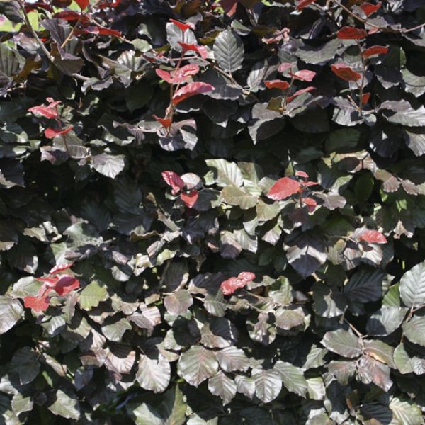 Fagus sylvatica Atropunicea | Hêtre rouge