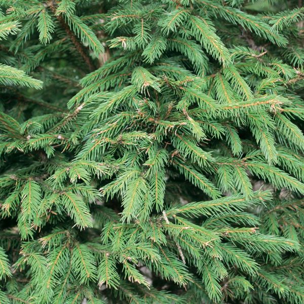 Picea abies | Norway Spruce