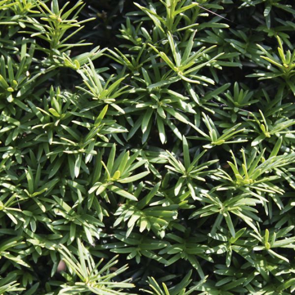 Taxus baccata | If