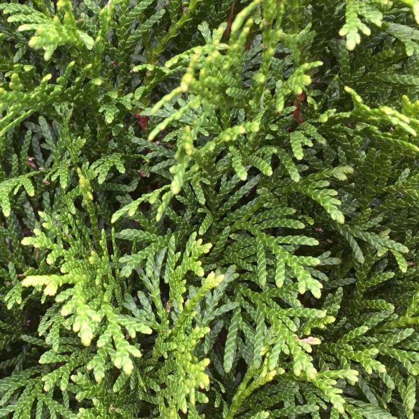 Thuja occidentalis Smaragd | White cedar Smaragd
