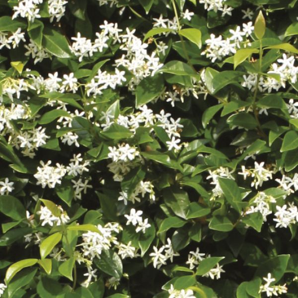 Trachelospermum jasminoides | Jasmin étoilé