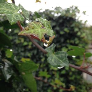 Hedera hibernica | Klimop 1