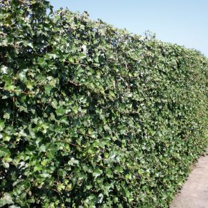 Hedera hibernica | Klimop 2