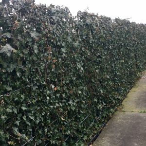 Hedera hibernica | Klimop 3