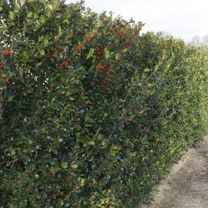 Ilex meserveae Blue Maid | Hulst Blue Maid 4