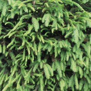 Picea abies | Fijnspar 1
