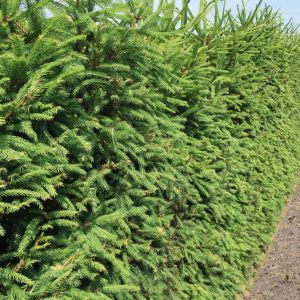 Picea abies | Fijnspar 2