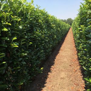 Prunus laurocerasus Genolia | Laurierkers Herbergii Genolia 3