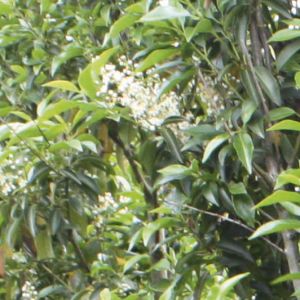 Prunus lusitanica Angustifolia | Portugese laurier 4