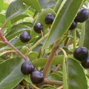 Prunus lusitanica Angustifolia | Portugese laurier 3