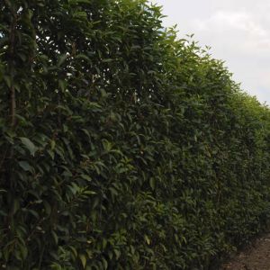 Prunus lusitanica Angustifolia | Portugese laurier 2