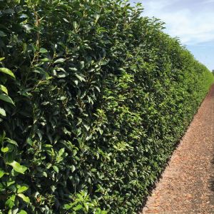 Prunus lusitanica Angustifolia | Portugese laurier 1