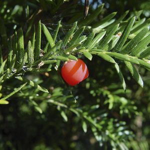Taxus baccata | Venijnboom 1