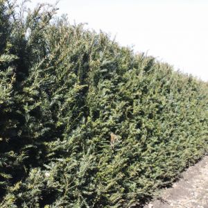 Taxus baccata | Venijnboom 3