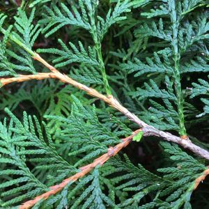 Thuja occidentalis Brabant | Levensboom Brabant 2