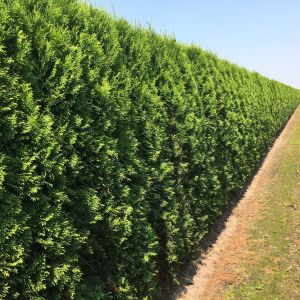 Thuja occidentalis Smaragd | Levensboom Smaragd 2