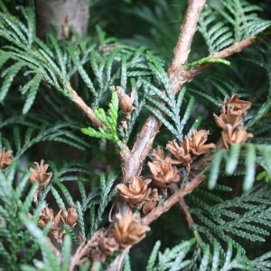 Thuja plicata Martin | Reuzenlevensboom Martin 1