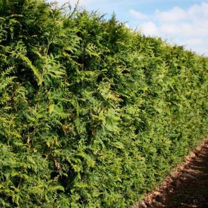 Thuja plicata Martin | Reuzenlevensboom Martin 3