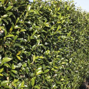 Trachelospermum jasminoides | Sterjasmijn 3