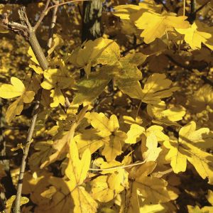 Acer campestre | Veldesdoorn 3