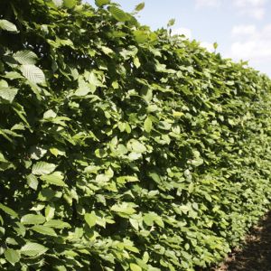 Carpinus betulus | Haagbeuk 1