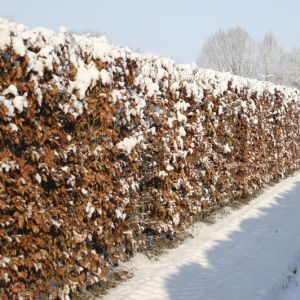 Fagus sylvatica | Groene beuk 2