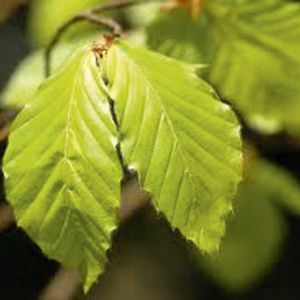 Fagus sylvatica | Groene beuk 3