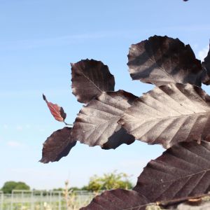 Fagus sylvatica Atropunicea | Rode beuk 3